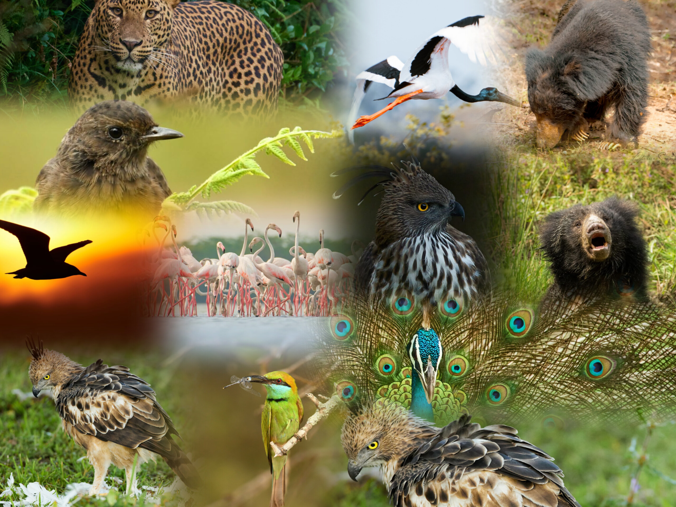 Sri Lanka Travel Adventure